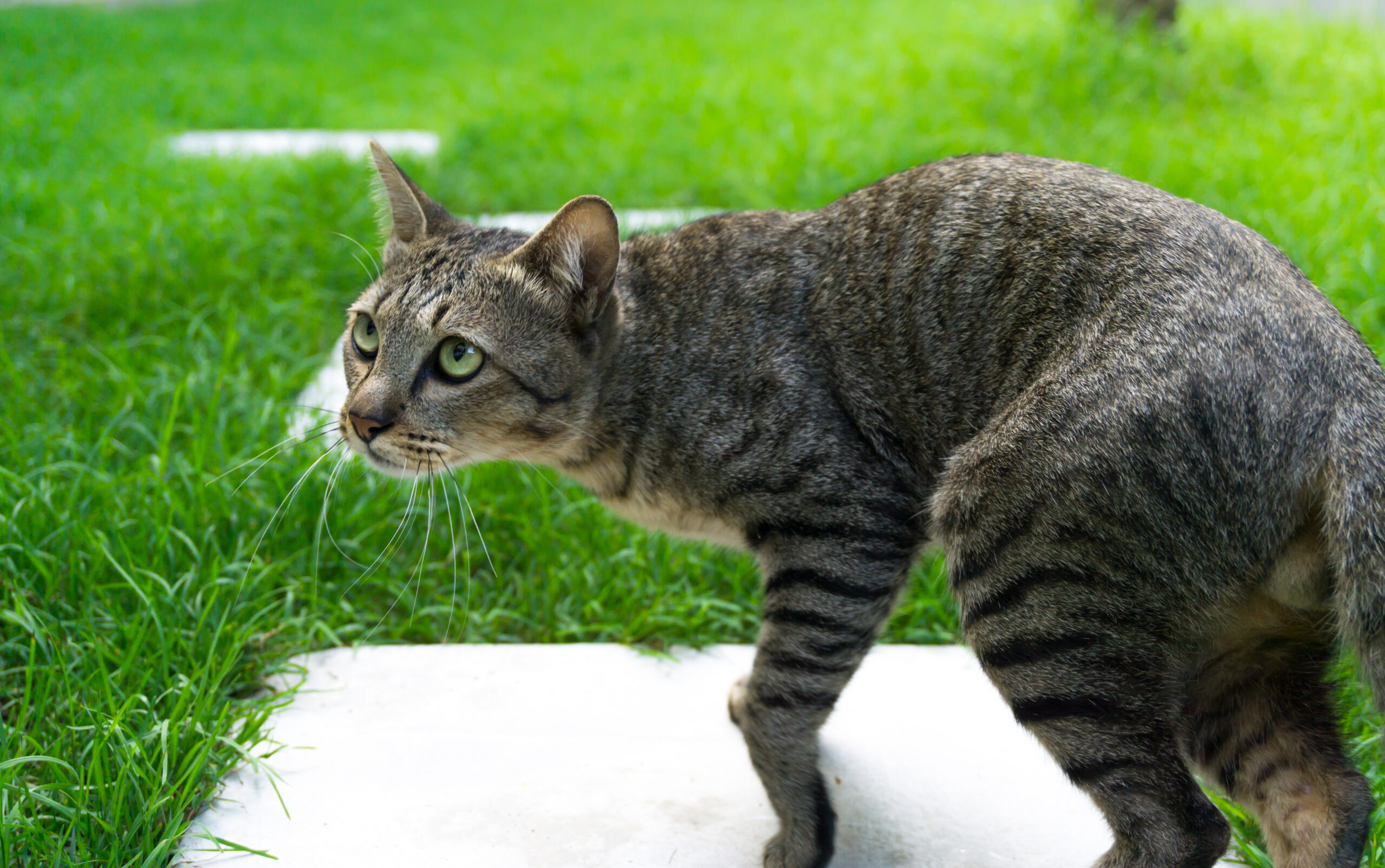The Birds and The Cat: warring from the place of rest